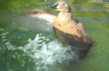 happy duck