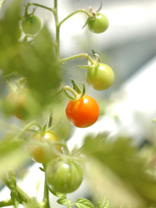 tomatoes_icard.jpg